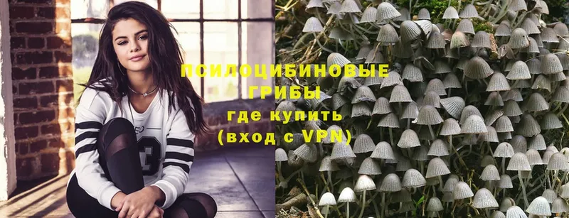 Псилоцибиновые грибы GOLDEN TEACHER  Кувшиново 